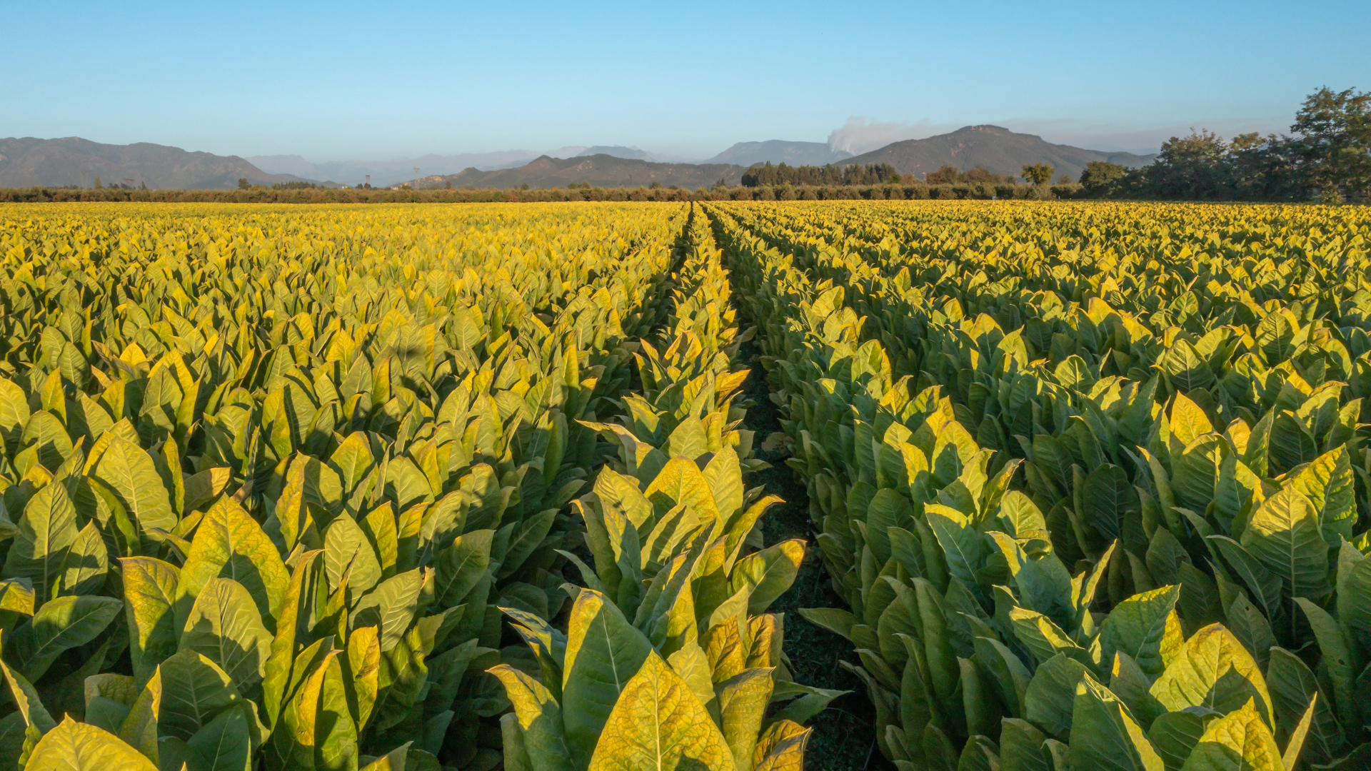 Kalite Standartlarında Üretim